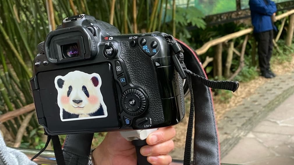 Multispecies ethnography of pandas